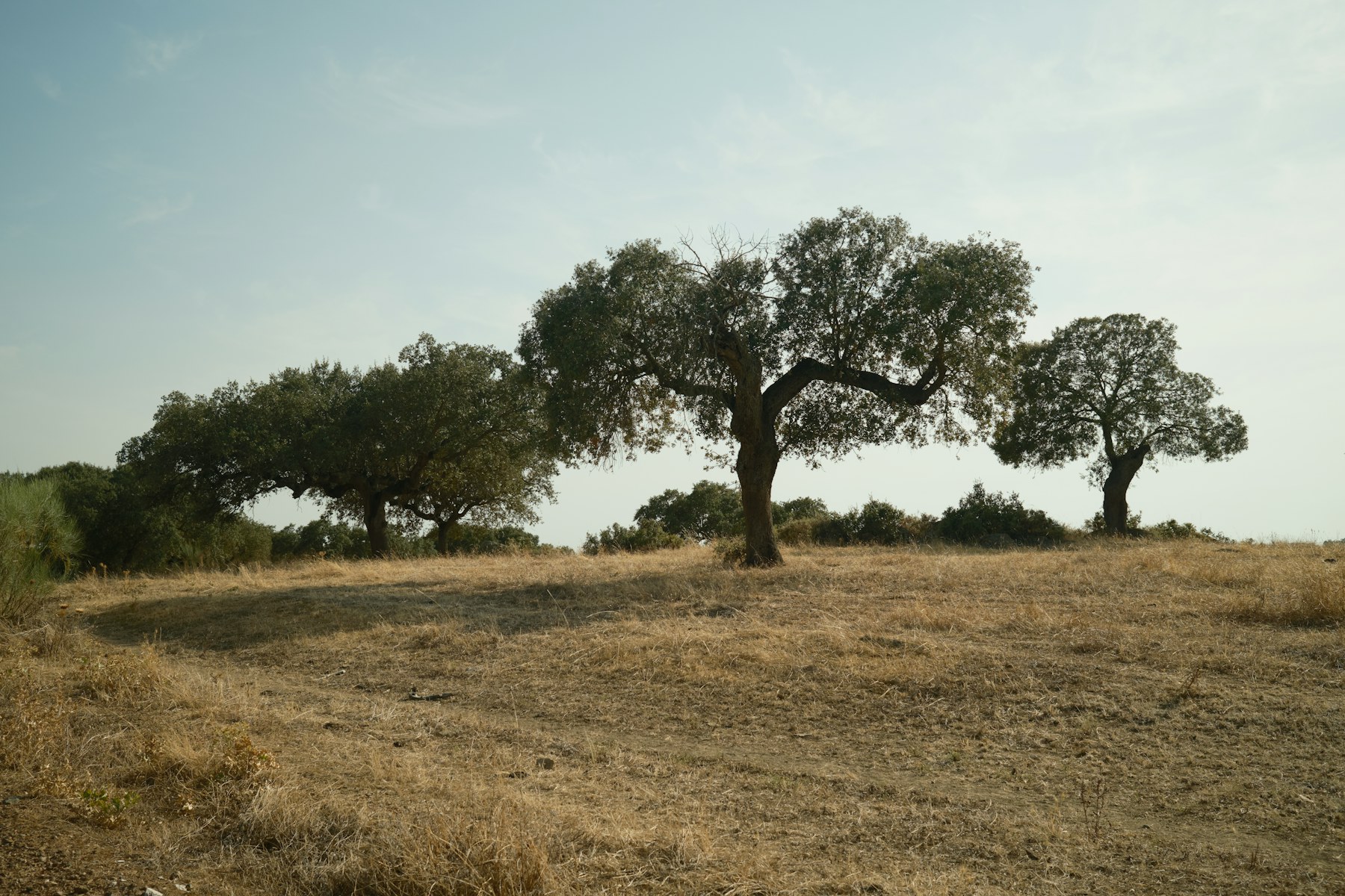 Trees and dry grassland in the Alentejo countryside